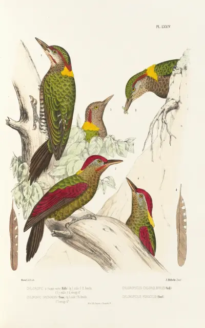 Monographie des picidées pl13, Alfred Malherbe