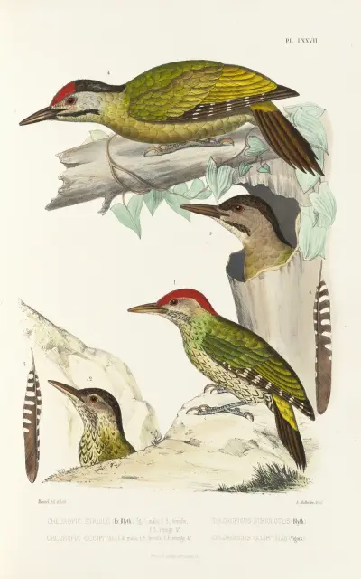 Monographie des picidées pl16, Alfred Malherbe