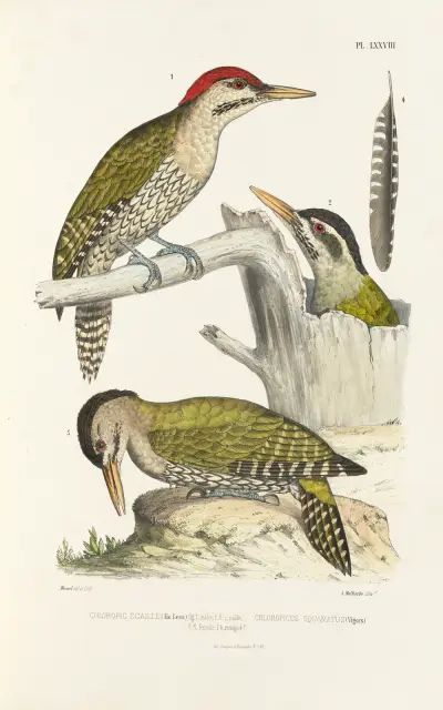 Monographie des picidées pl17, Alfred Malherbe