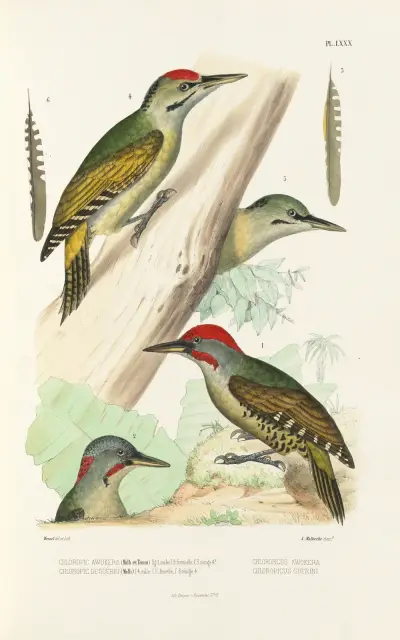 Monographie des picidées pl19, Alfred Malherbe