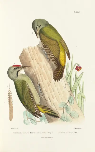 Monographie des picidées pl20, Alfred Malherbe