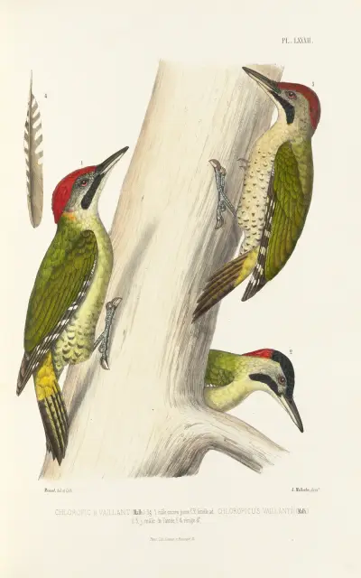 Monographie des picidées pl21, Alfred Malherbe