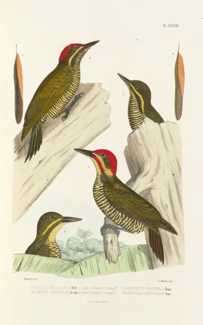 Monographie des picidées pl22, Alfred Malherbe