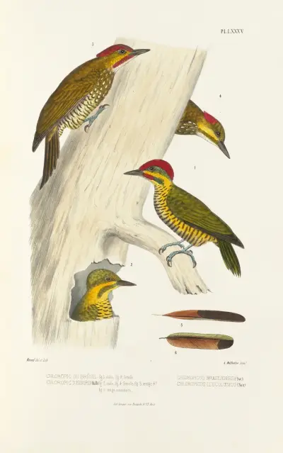 Monographie des picidées pl24, Alfred Malherbe