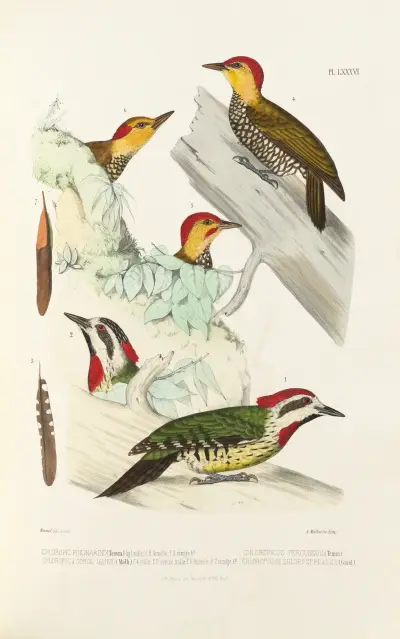 Monographie des picidées pl25, Alfred Malherbe