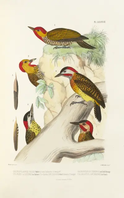 Monographie des picidées pl26, Alfred Malherbe