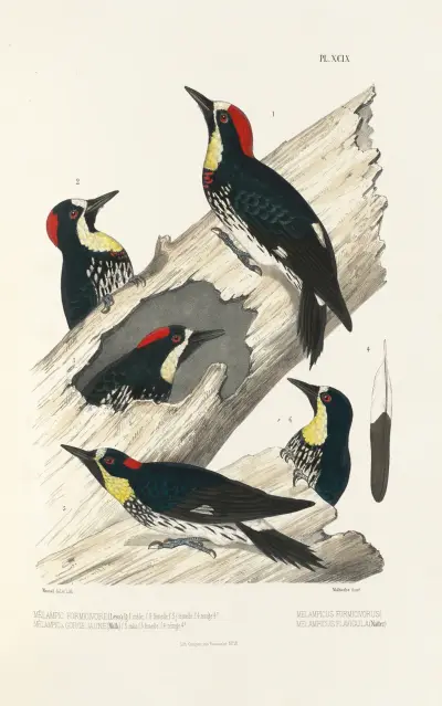 Monographie des picidées pl28, Alfred Malherbe
