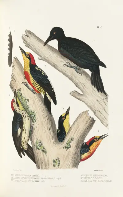 Monographie des picidées pl29, Alfred Malherbe
