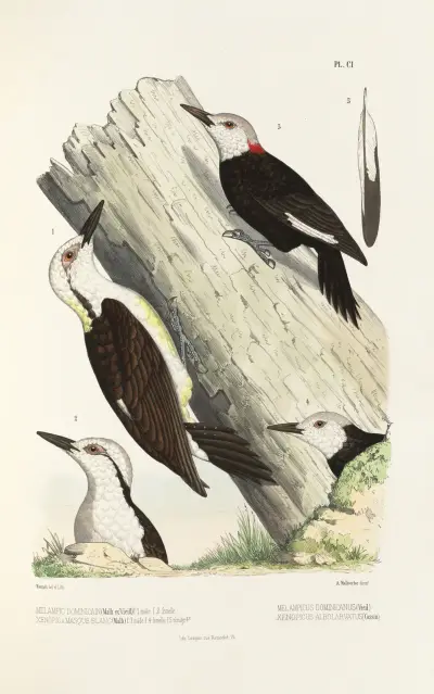 Monographie des picidées pl30, Alfred Malherbe