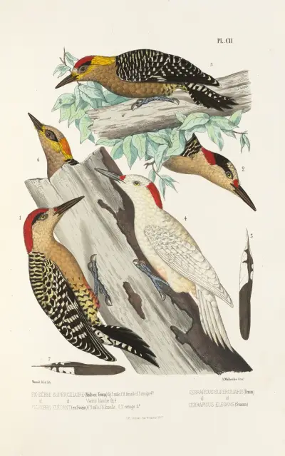 Monographie des picidées pl31, Alfred Malherbe