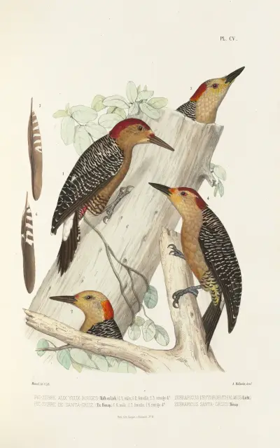 Monographie des picidées pl34, Alfred Malherbe