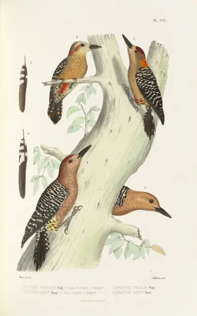 Monographie des picidées pl35, Alfred Malherbe