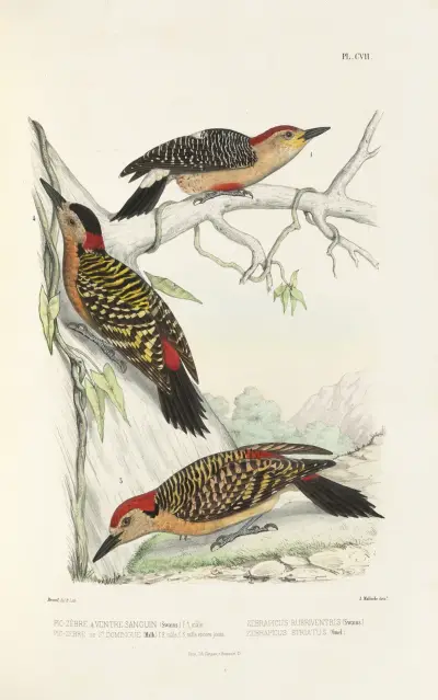 Monographie des picidées pl36, Alfred Malherbe