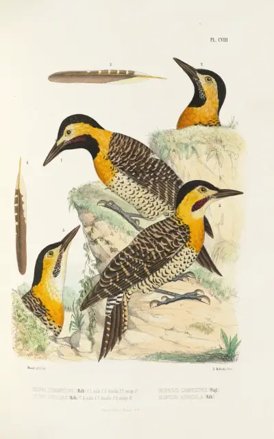 Monographie des picidées pl37, Alfred Malherbe
