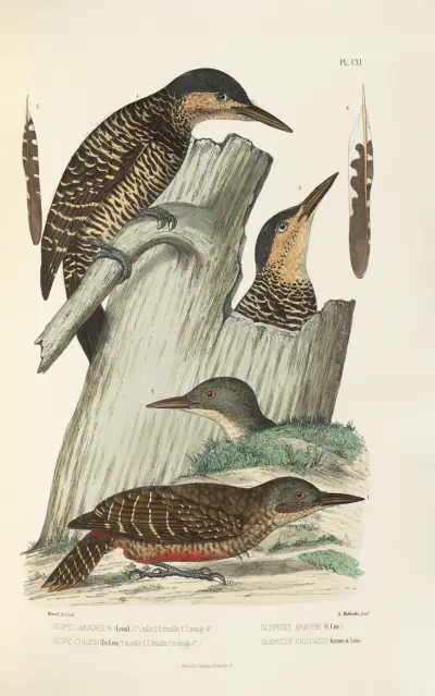 Monographie des picidées pl40, Alfred Malherbe