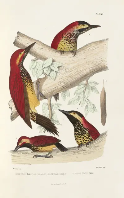 Monographie des picidées pl41, Alfred Malherbe