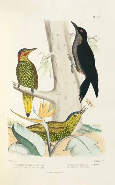 Monographie des picidées pl43, Alfred Malherbe