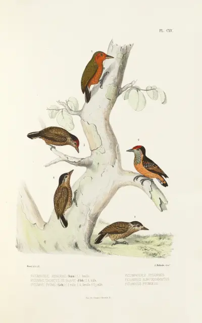 Monographie des picidées pl44, Alfred Malherbe
