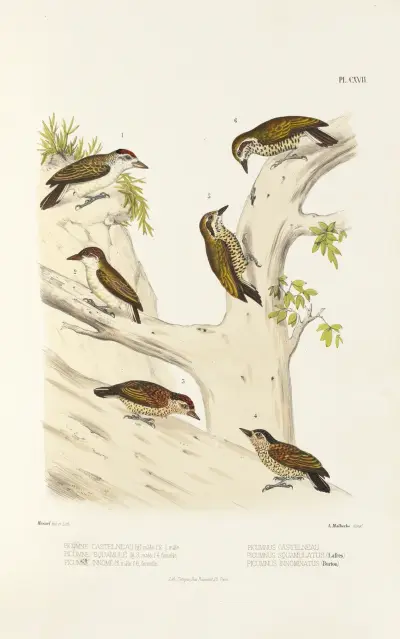 Monographie des picidées pl46, Alfred Malherbe