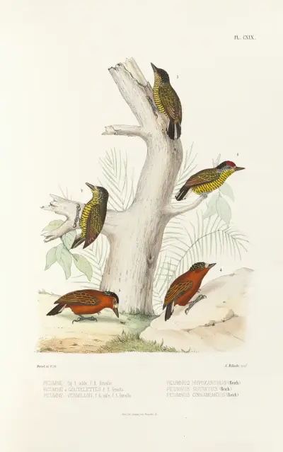 Monographie des picidées pl48, Alfred Malherbe