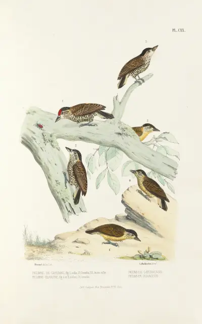 Monographie des picidées pl49, Alfred Malherbe