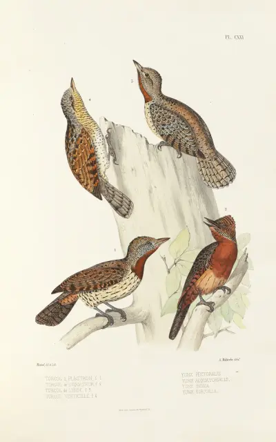 Monographie des picidées pl50, Alfred Malherbe