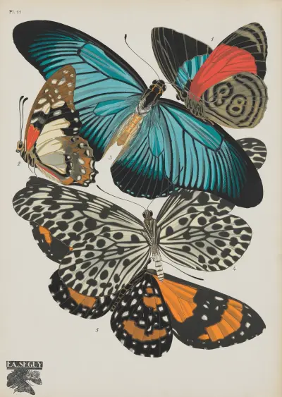Papillons Pl.11 av Emile-Allain Séguy