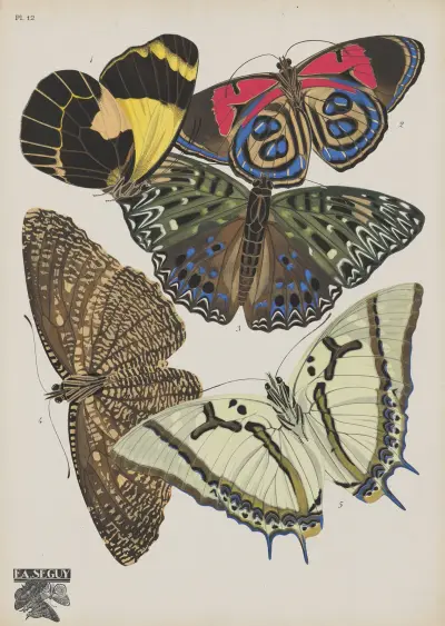 Papillons Pl.12 av Emile-Allain Séguy
