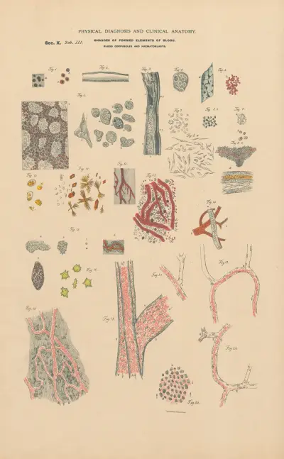 Metamorphosis of formed elements of blood av Jean Allard Jeancon