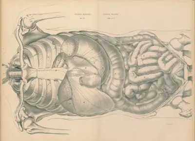 Physical Diagnosis and Clinical Anatomy, 1888 – nr 1 av Jean Allard Jeancon