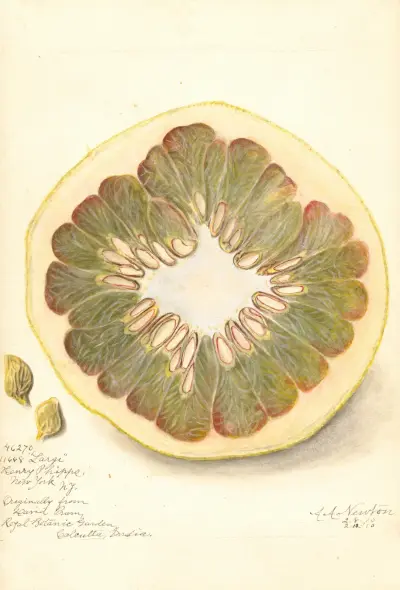 Citrus grandis: 11668 Large von Amanda Almira Newton