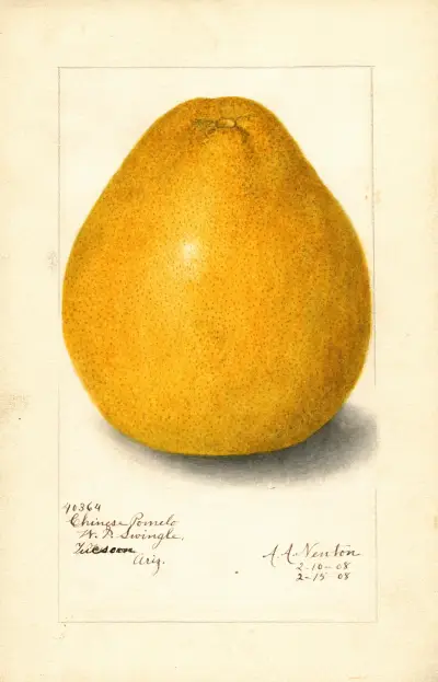 Citrus grandis: Chinesisch von Amanda Almira Newton