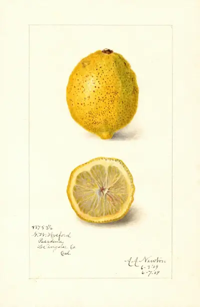 Citrus limon von Amanda Almira Newton
