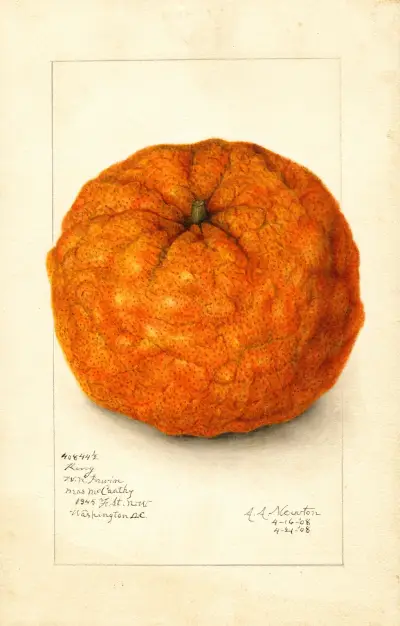 Citrus nobilis: King von Amanda Almira Newton