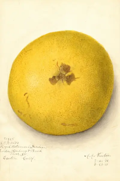 Citrus paradisi, 1911 – Nr. 2 von Amanda Almira Newton