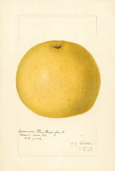 Citrus paradisi, 1919 von Amanda Almira Newton