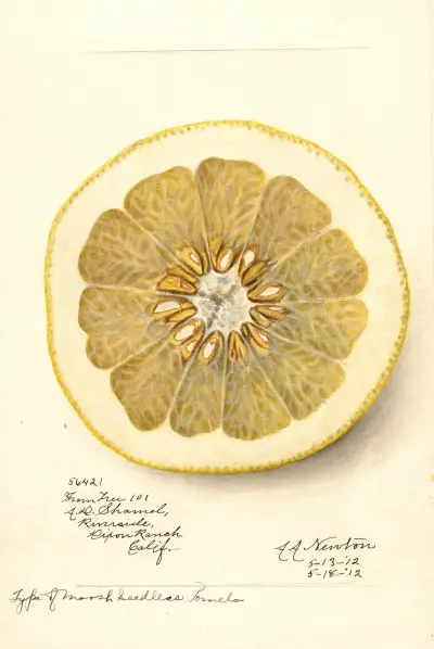 Citrus paradisi: Marsh Seedless, 1912 – Nr. 2 von Amanda Almira Newton