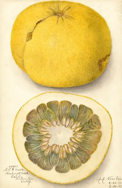 Citrus paradisi, 1911 – Nr. 1 von Amanda Almira Newton