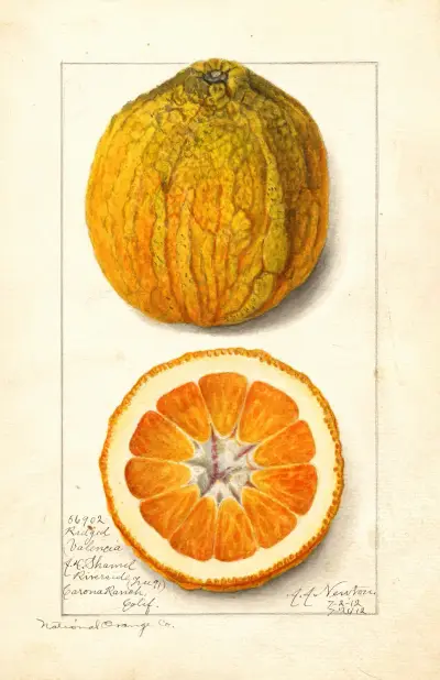 Citrus sinensis: Valencia von Amanda Almira Newton