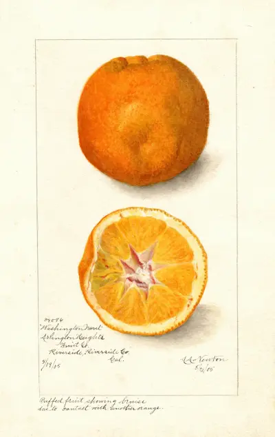 Citrus sinensis: Washington Navel von Amanda Almira Newton