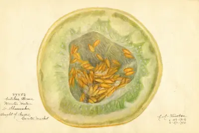 Cucumis melo: Antibes Green von Amanda Almira Newton