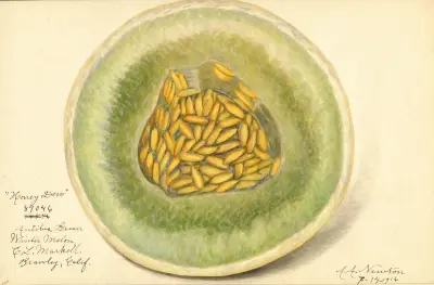 Cucumis melo: Honey Dew von Amanda Almira Newton