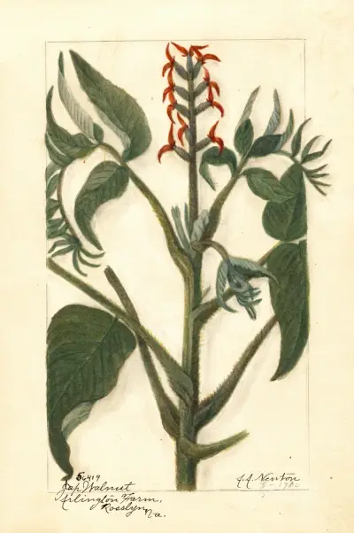 Juglans ailantifolia von Amanda Almira Newton