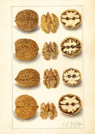 Juglans, 1911 – Nr. 1 von Amanda Almira Newton