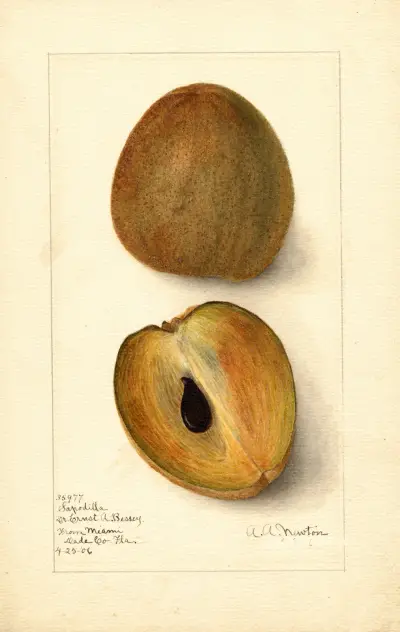 Manilkara zapota von Amanda Almira Newton