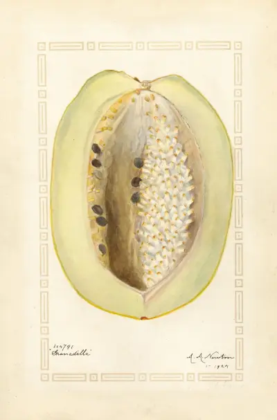 Passiflora quadrangularis von Amanda Almira Newton