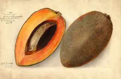 Pouteria campechiana: Mammey von Amanda Almira Newton