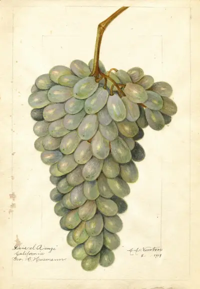 Vitis: Deis El Aunze von Amanda Almira Newton