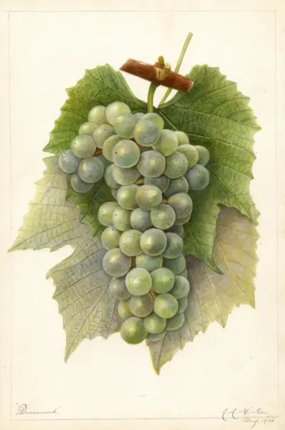 Vitis: Diamond von Amanda Almira Newton