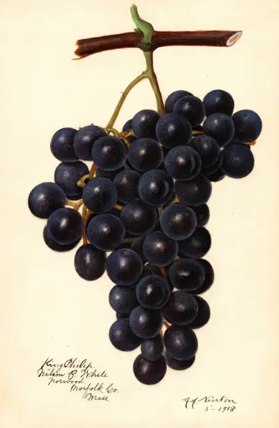 Vitis: King Philip von Amanda Almira Newton